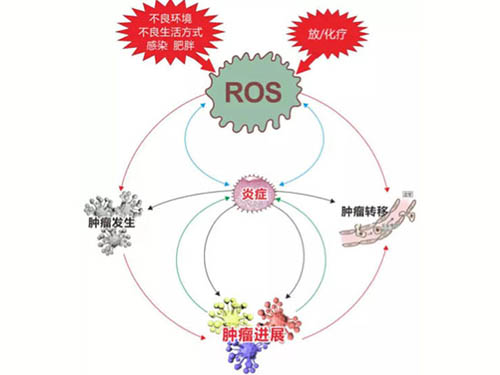 炎癥和氧化應激